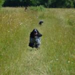 Inkontinenz beim Hund