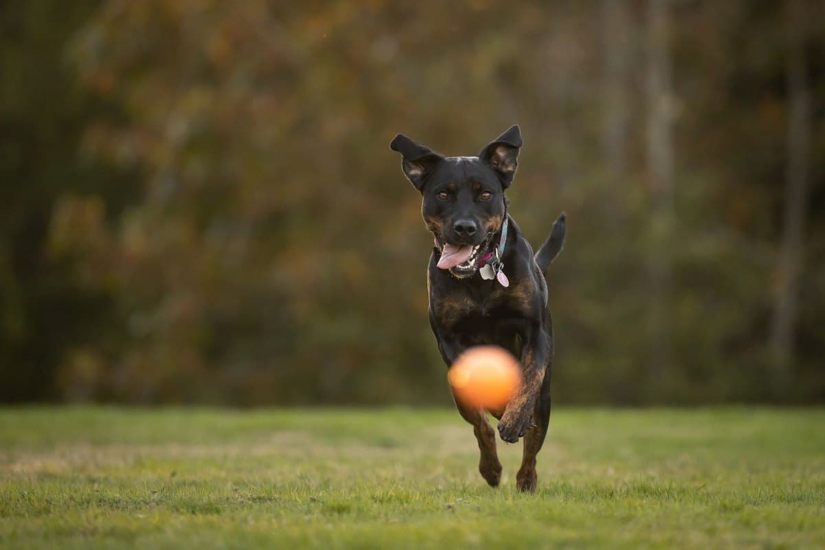 Inkontinenz beim Hund – go4vet