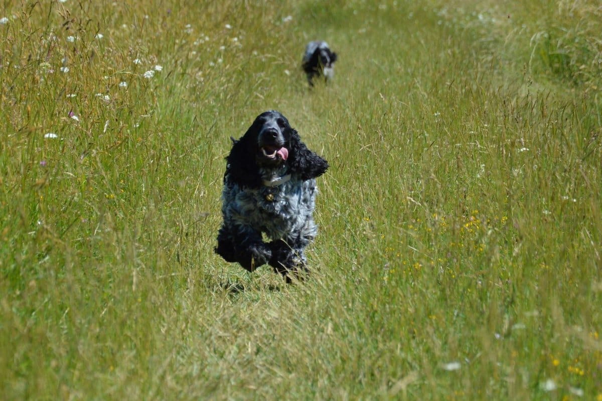 Inkontinenz beim Hund – go4vet
