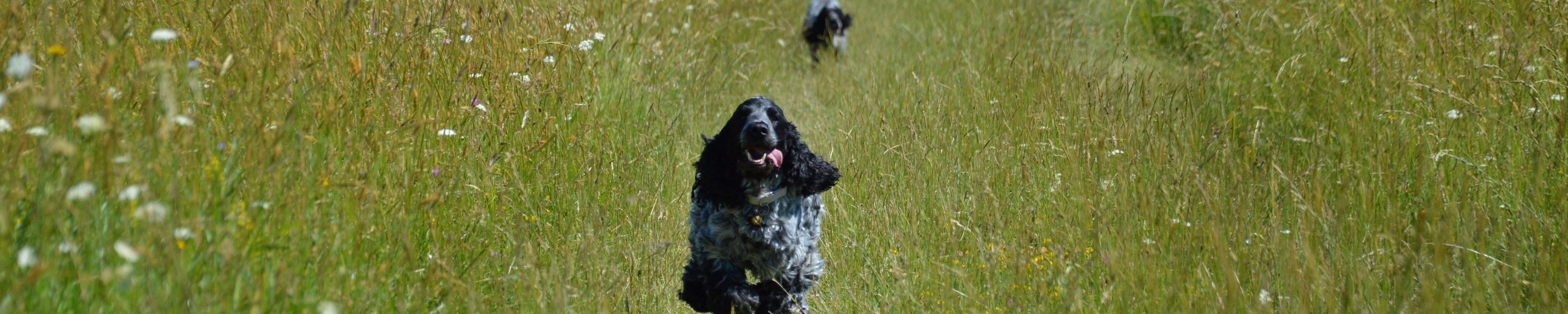 Inkontinenz beim Hund