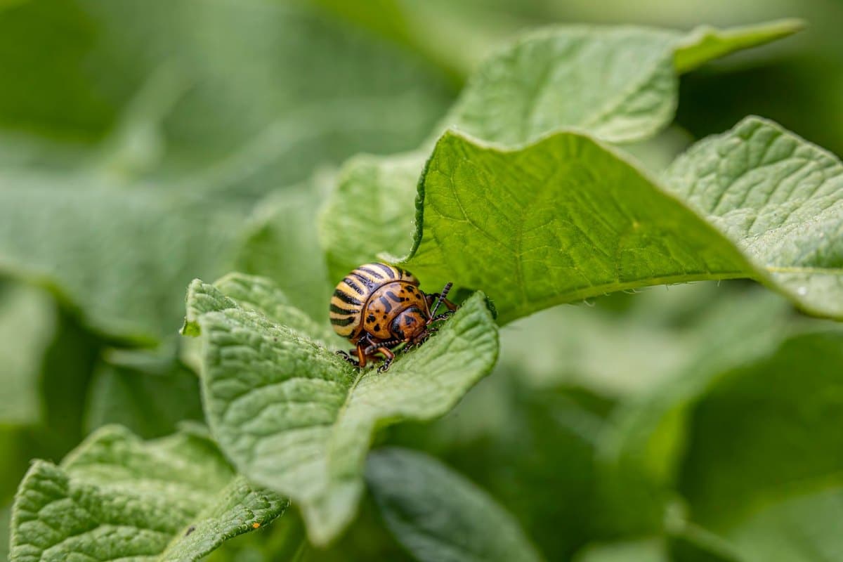 Insektizide Hund: Sind Insektenmittel für Haustiere gefährli – go4vet