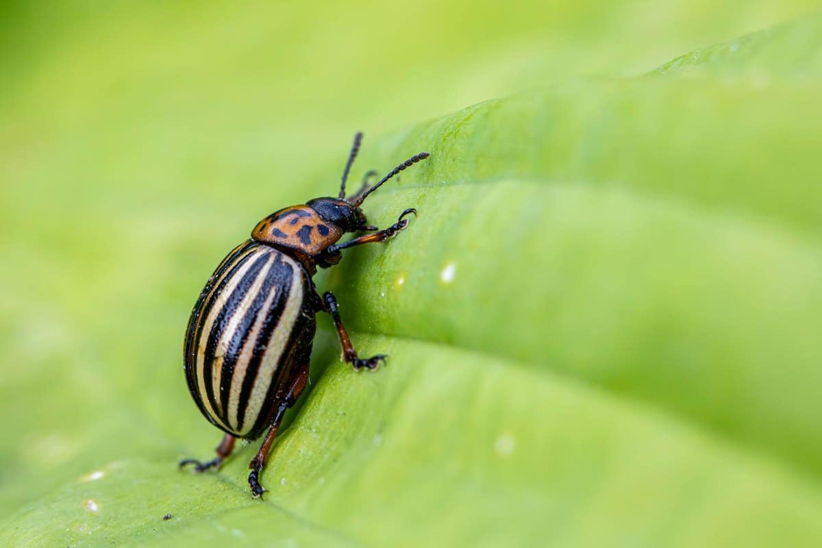Insektizide Katze: Sind Insektenmittel für Haustiere gefährl – go4vet