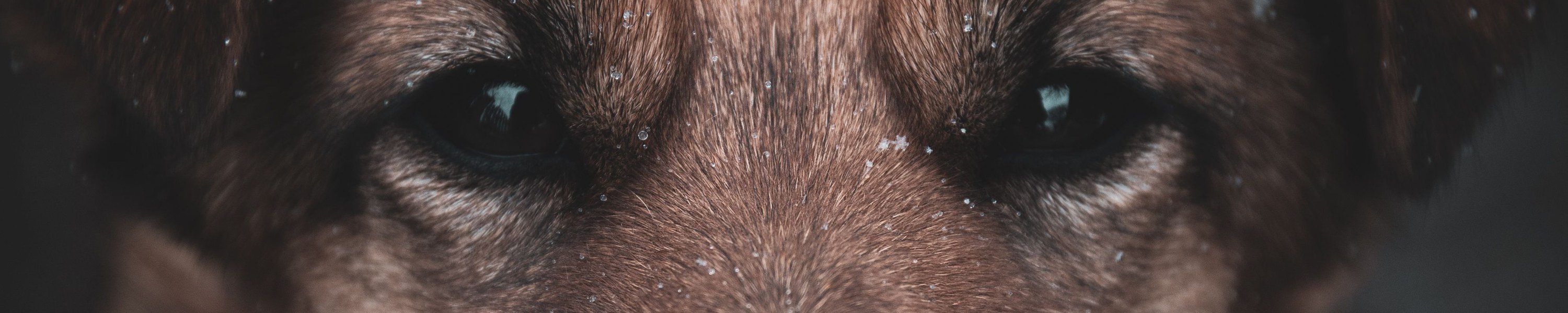 Irish Red and White Setter