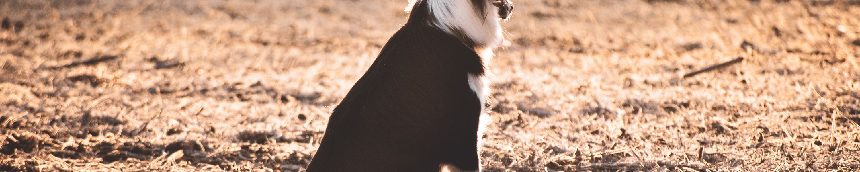 Irish Setter