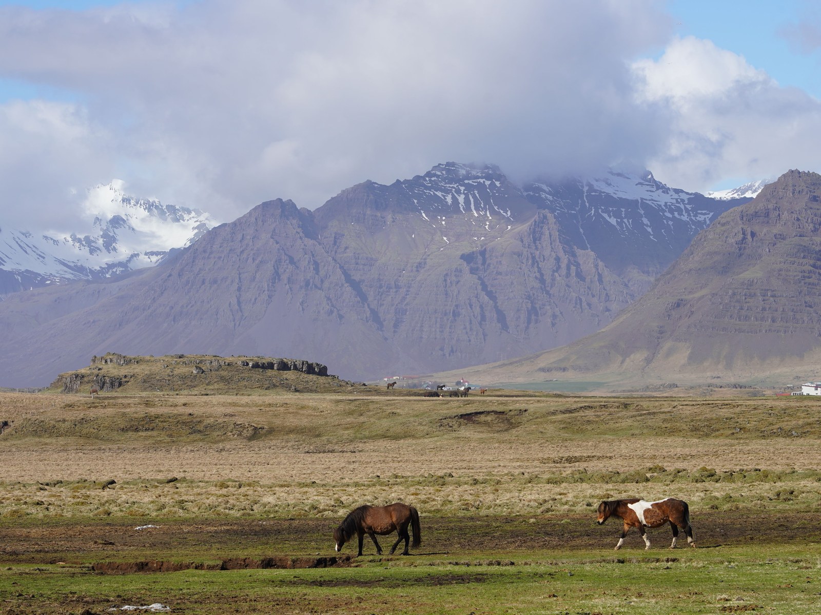 Islandpferdereiten: Tölt, Rennpass, Reitstil, Haltung