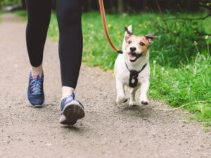Jack Russell Terrier