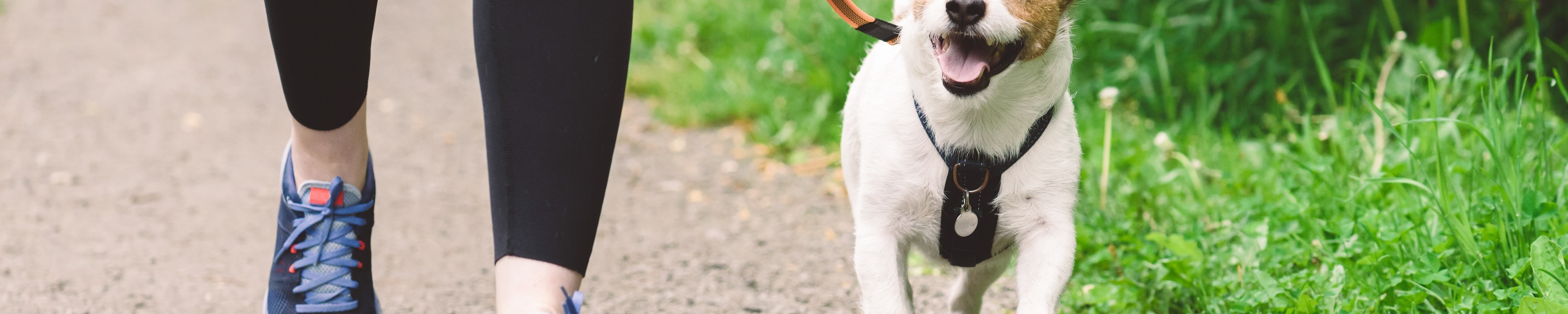Jack Russell Terrier