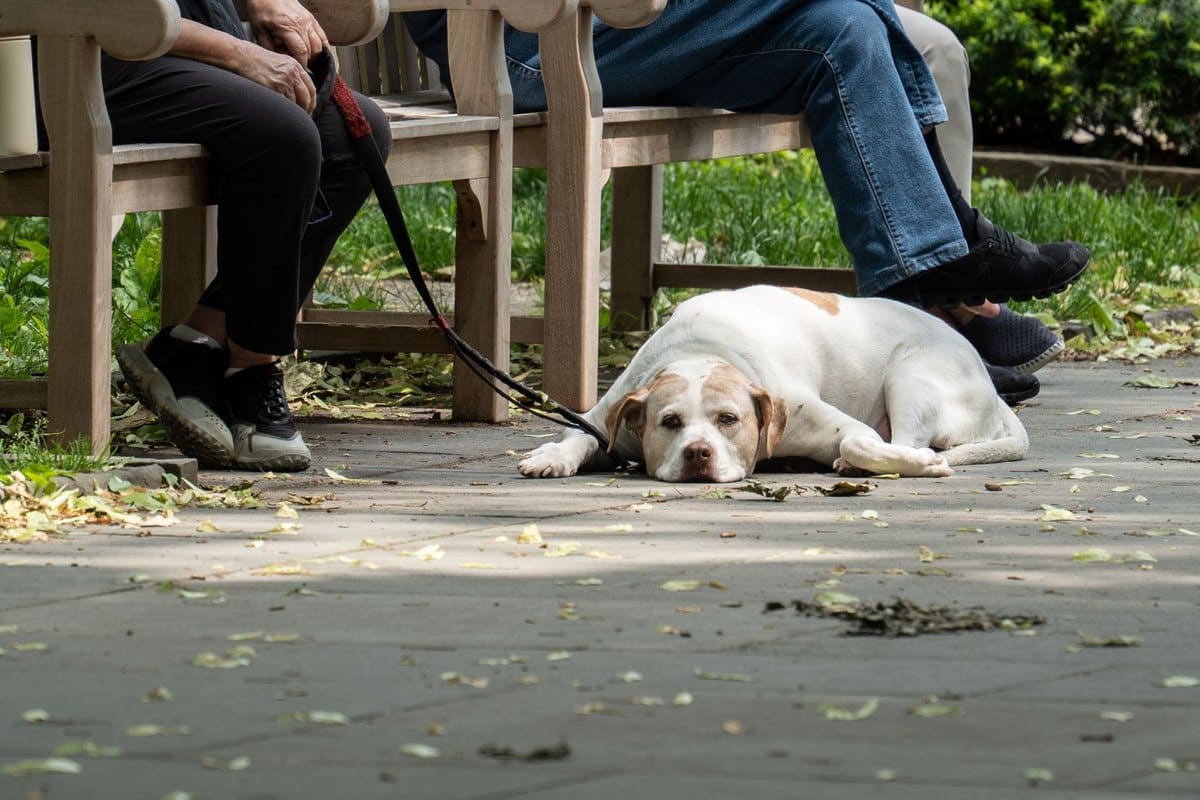 Jagdhund Recht: Was Jäger über Haltung & Haftung wissen müss – go4vet