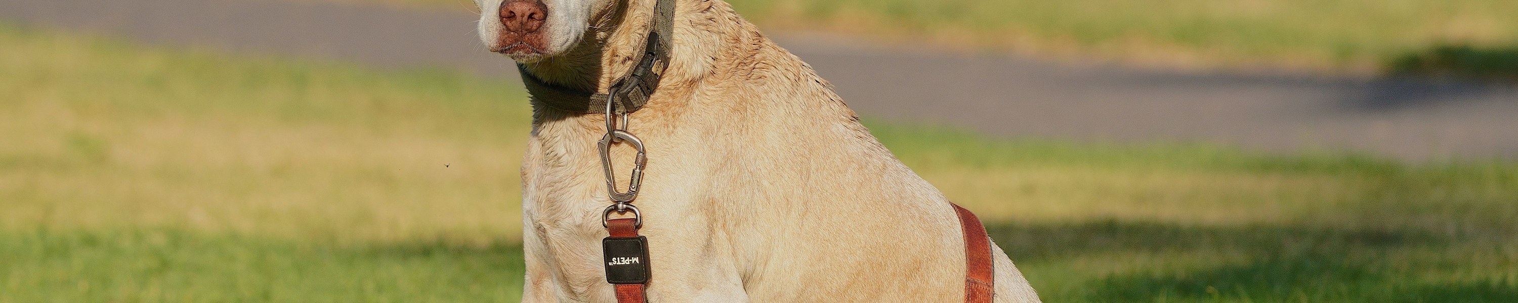 Jagdhund Recht: Was Jäger über Haltung & Haftung wissen müssen