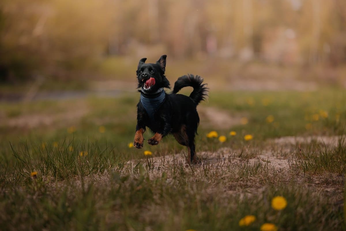 Jagdhund aus dem Tierheim: Chancen, Risiken & Eingewöhnung – go4vet