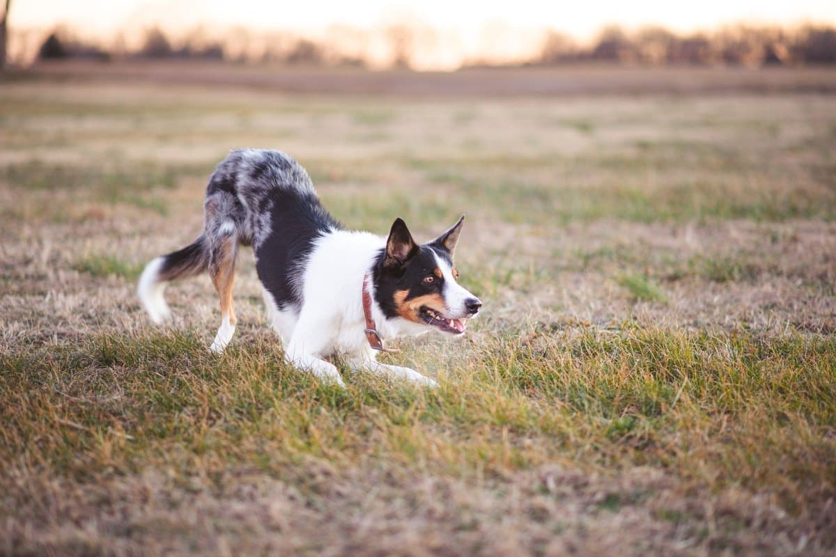 Jagdhund aus dem Tierheim: Chancen, Risiken & Eingewöhnung – go4vet