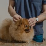 Jagdhund Ausbildung: So wird dein Hund zum Jagdgebrauchshund