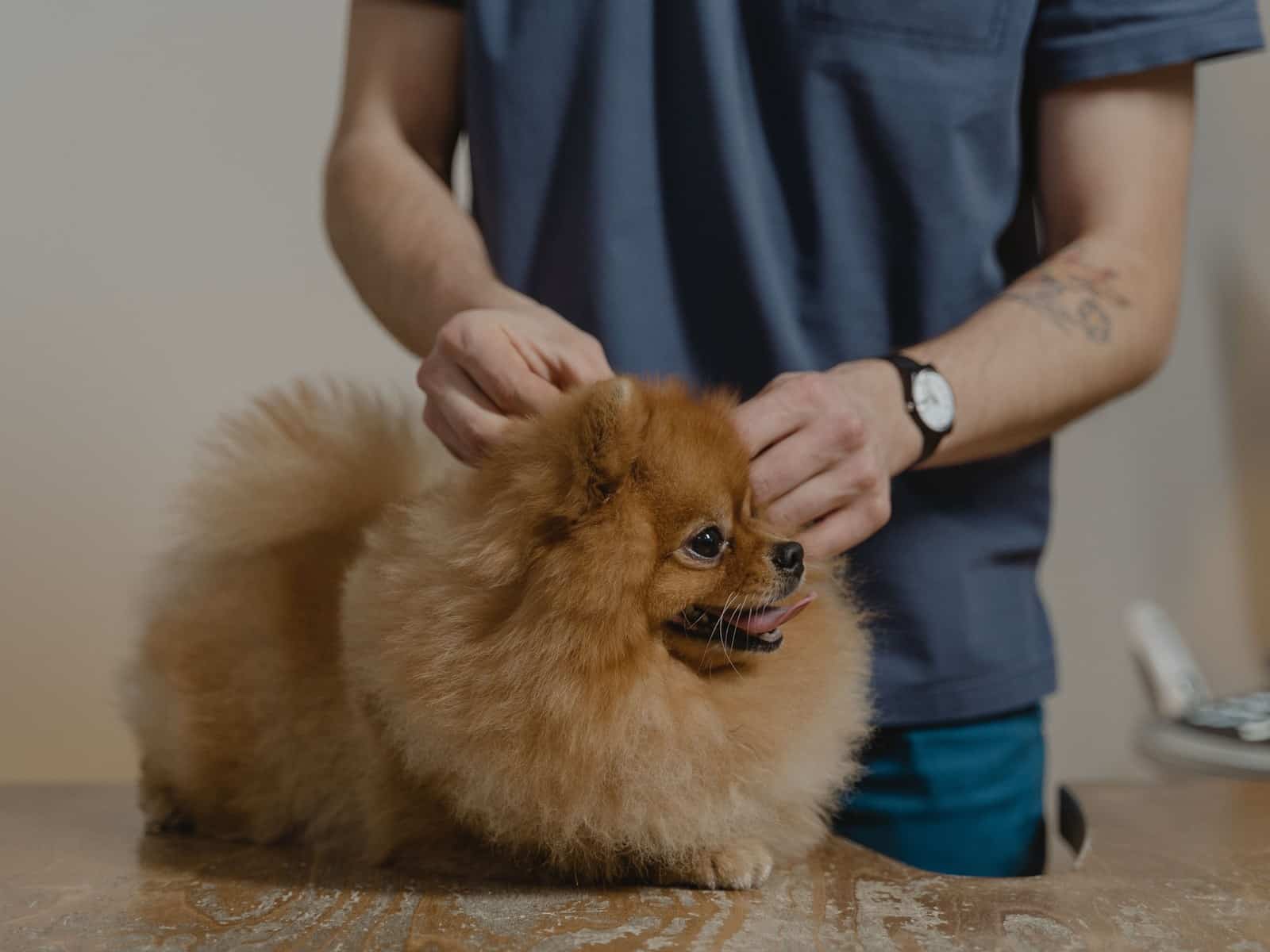 Jagdhund Ausbildung: So wird dein Hund zum Jagdgebrauchshund