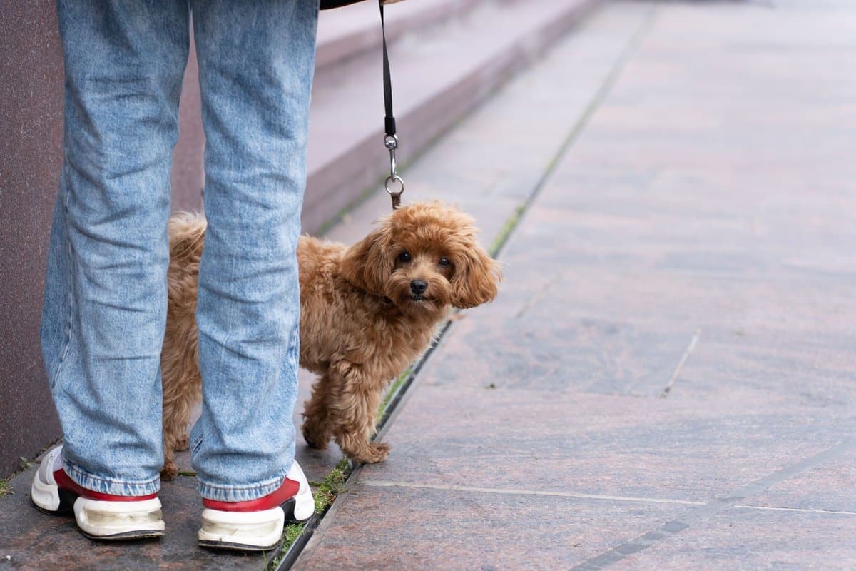 Jagdhund Ausbildung: So wird dein Hund zum Jagdgebrauchshund – go4vet