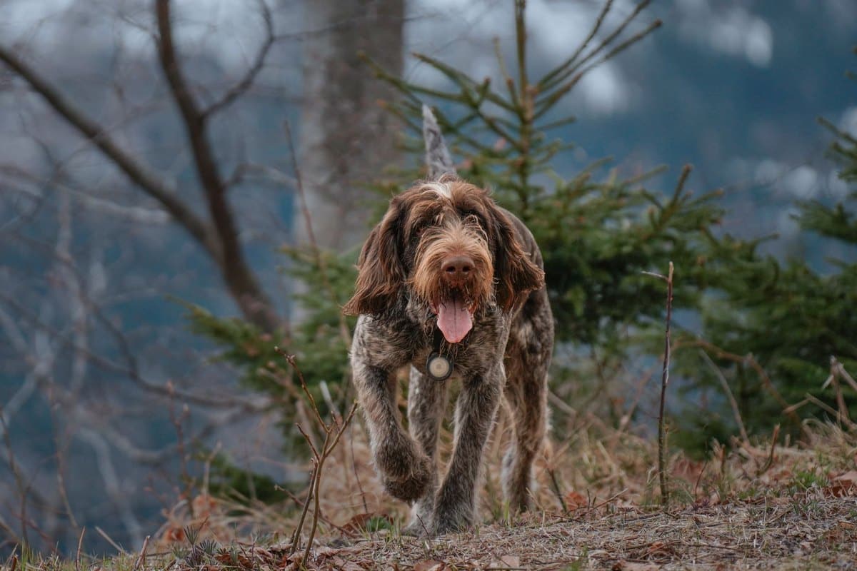 Jagdhund Ausbildung: So wird dein Hund zum Jagdgebrauchshund – go4vet