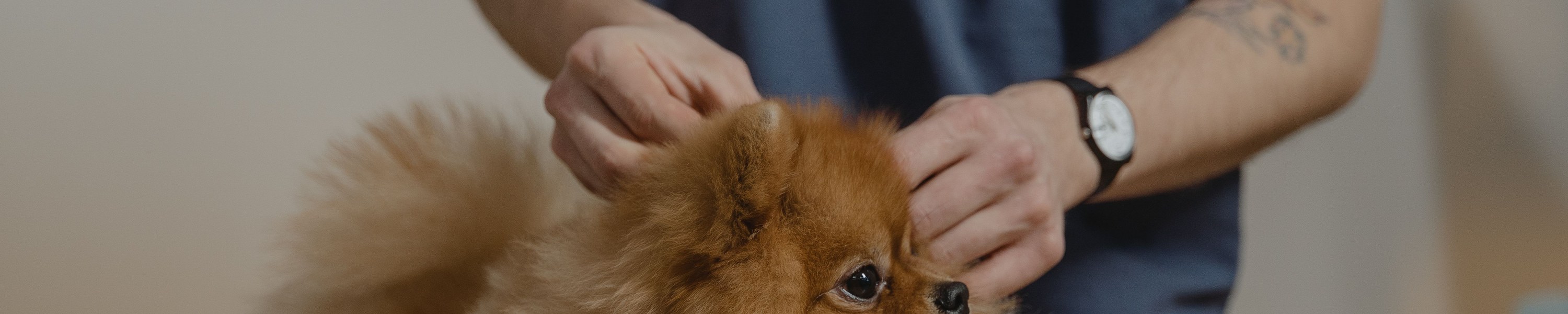 Jagdhund Ausbildung: So wird dein Hund zum Jagdgebrauchshund