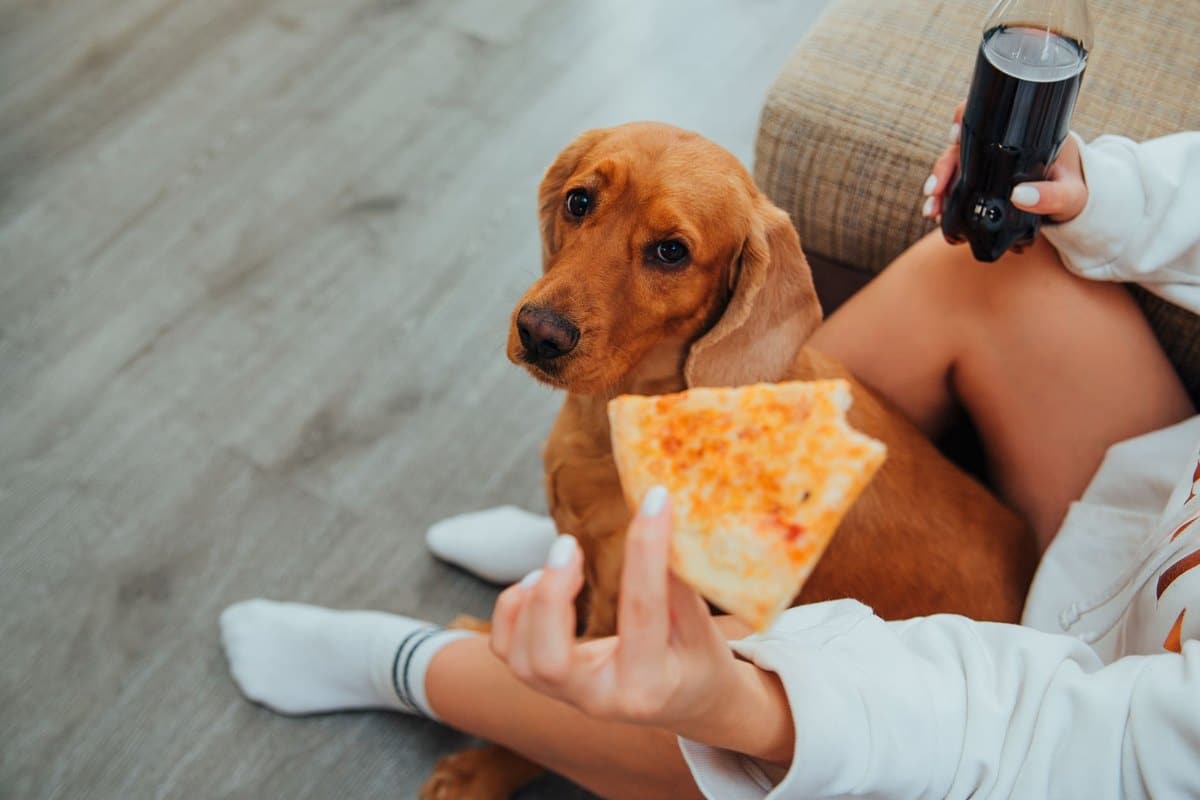 Jagdhund Ernährung: Wie du deinen Gebrauchshund optimal fütt – go4vet