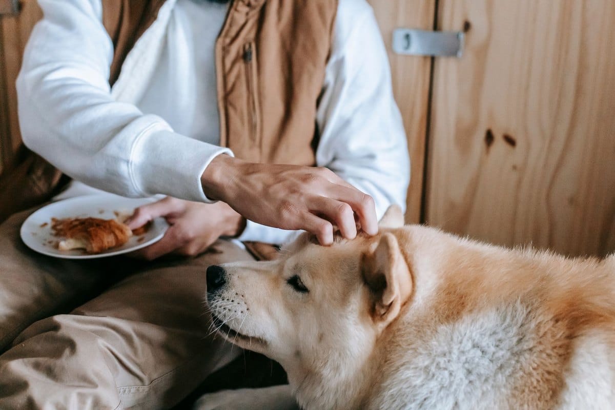 Jagdhund Ernährung: Wie du deinen Gebrauchshund optimal fütt – go4vet