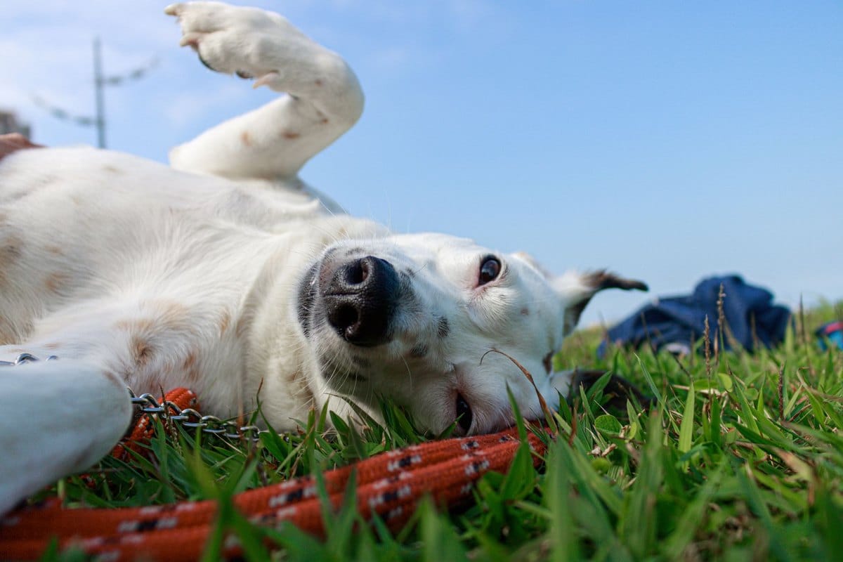 Jagdhund Gesundheit: Typische Erkrankungen & Prophylaxe – go4vet