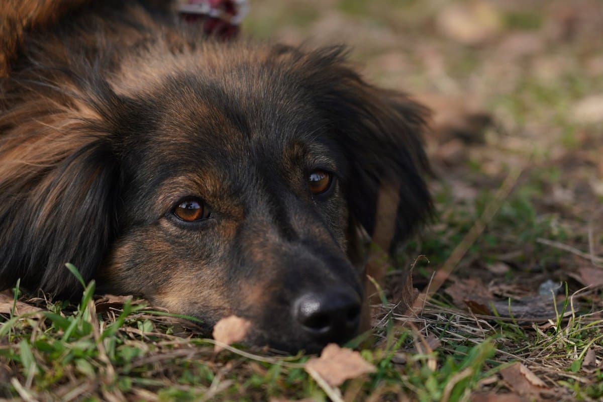 Jagdhund Gesundheit: Typische Erkrankungen & Prophylaxe – go4vet