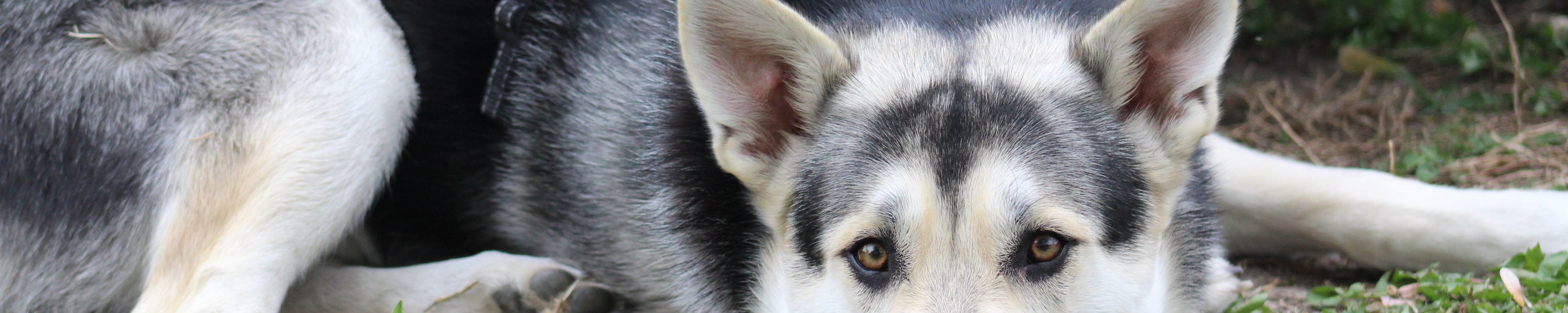 Jagdhund Gesundheit: Typische Erkrankungen & Prophylaxe