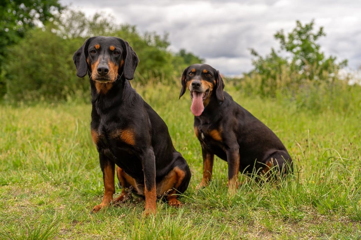 Jagdhund Rassen: Die wichtigsten Jagdgebrauchshunde im Überb – go4vet