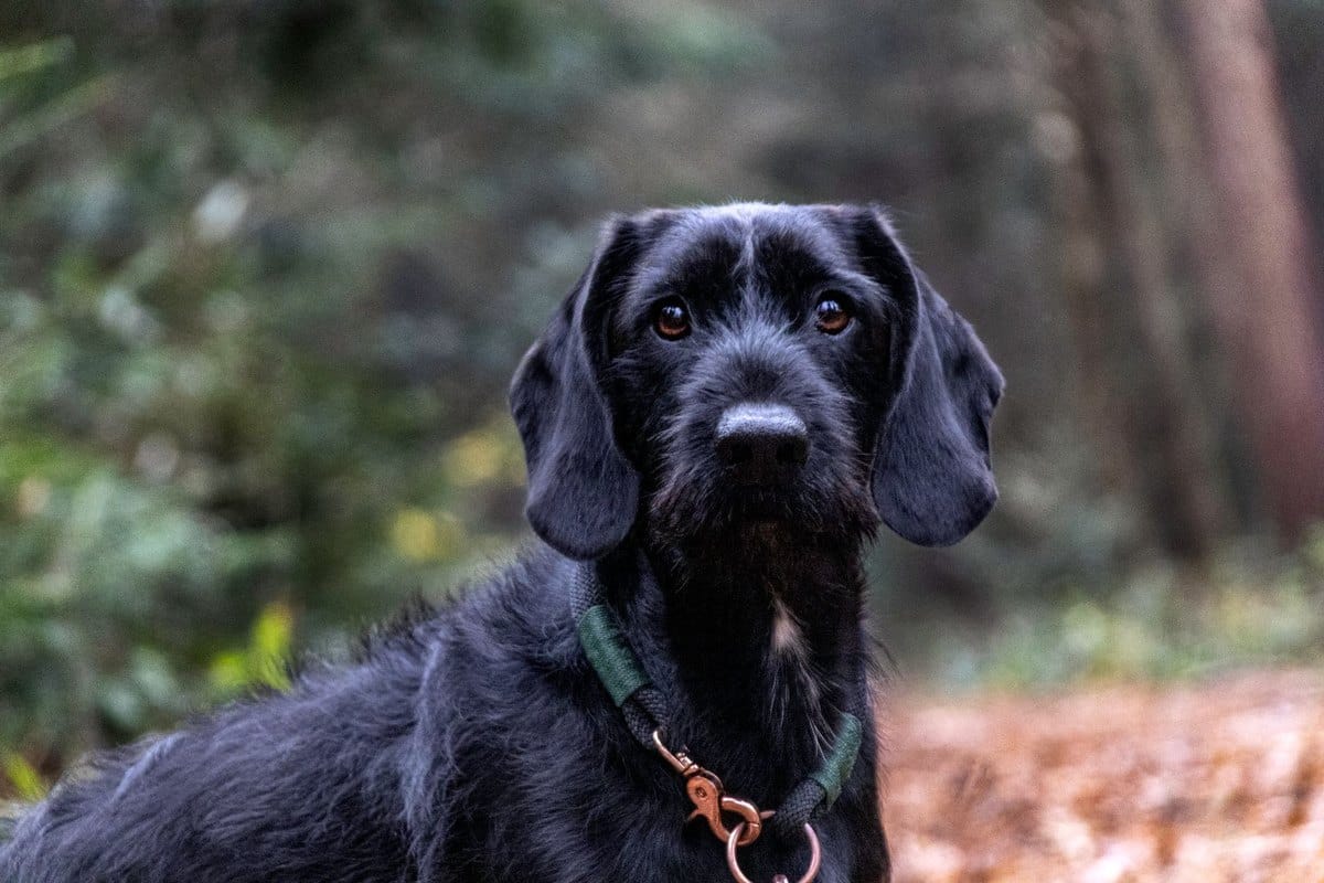 Jagdhund Rassen: Die wichtigsten Jagdgebrauchshunde im Überb – go4vet
