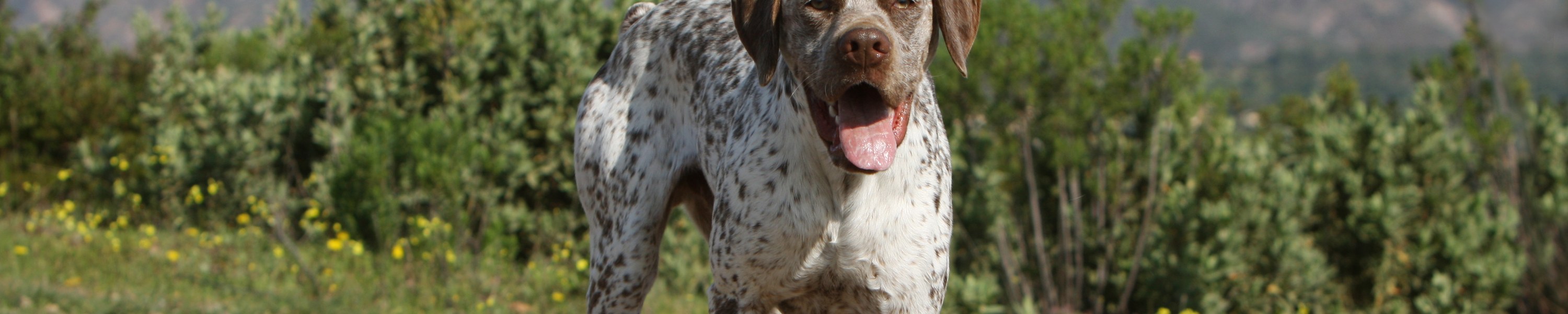 Jagdhund Rassen: Die wichtigsten Jagdgebrauchshunde im Überblick