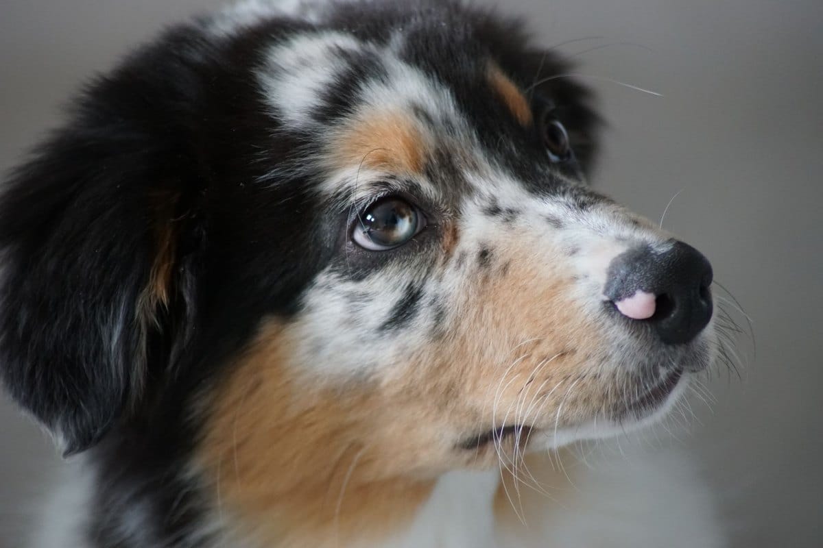 Jagdhund Verletzung im Einsatz: Erste Hilfe im Revier – go4vet