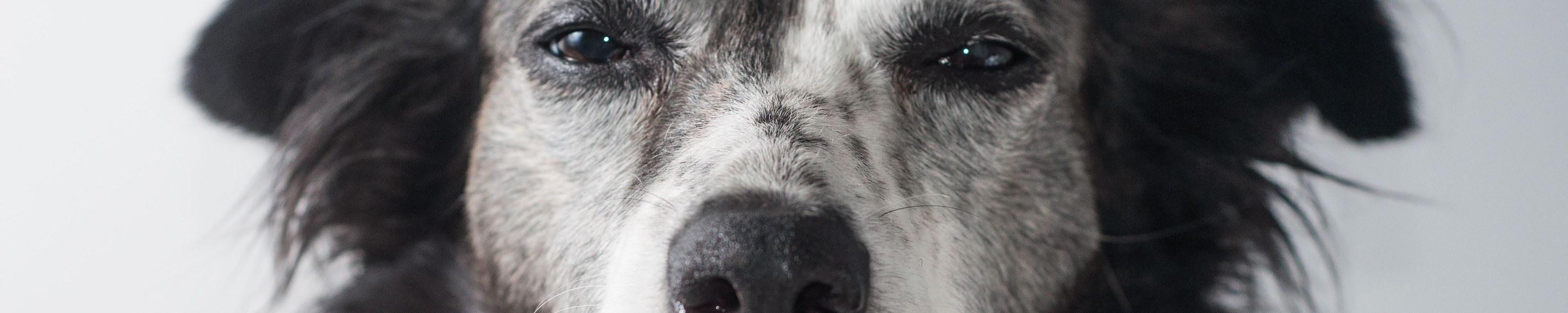 Jagdhund Verletzung im Einsatz: Erste Hilfe im Revier