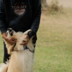 Jagdhund Versicherung & Kosten: Was du als Jäger wissen musst