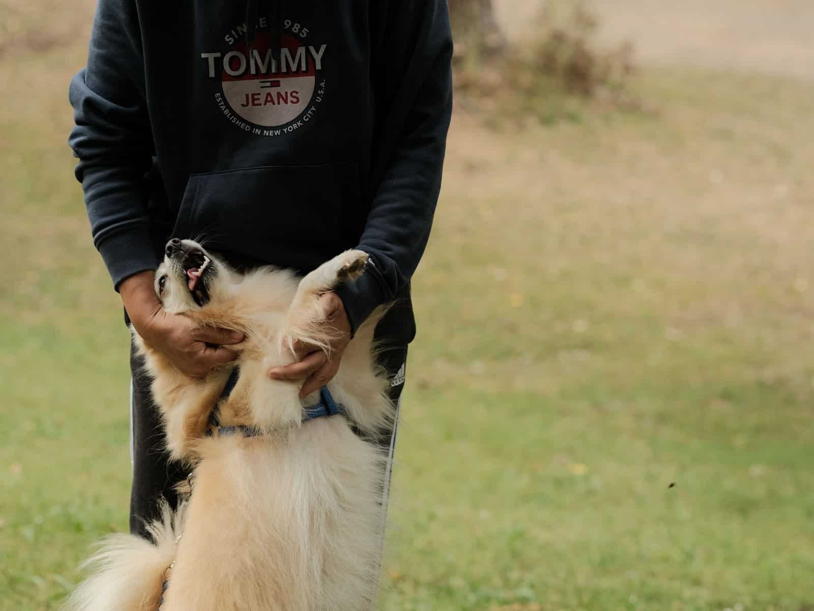 Jagdhund Versicherung & Kosten: Was du als Jäger wissen musst