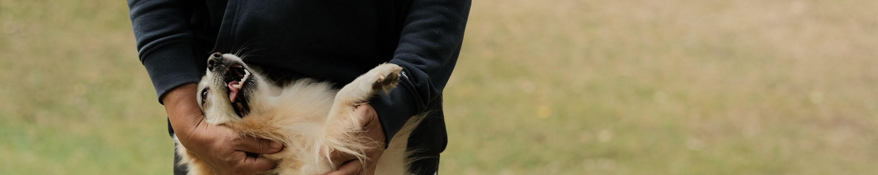Jagdhund Versicherung & Kosten: Was du als Jäger wissen musst