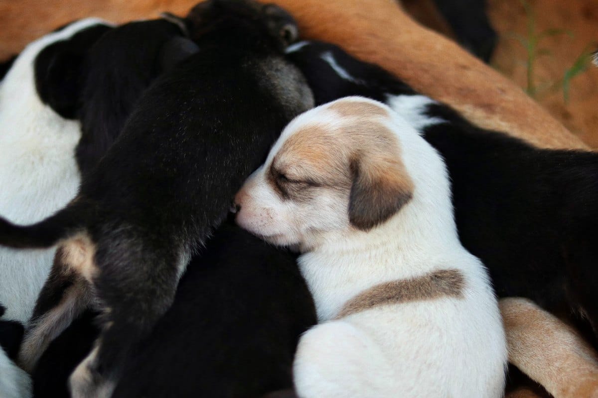 Jagdhund Welpe: Aufzucht, Sozialisierung & erste Ausbildungs – go4vet