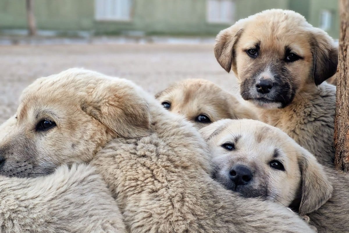 Jagdhund Welpe: Aufzucht, Sozialisierung & erste Ausbildungs – go4vet