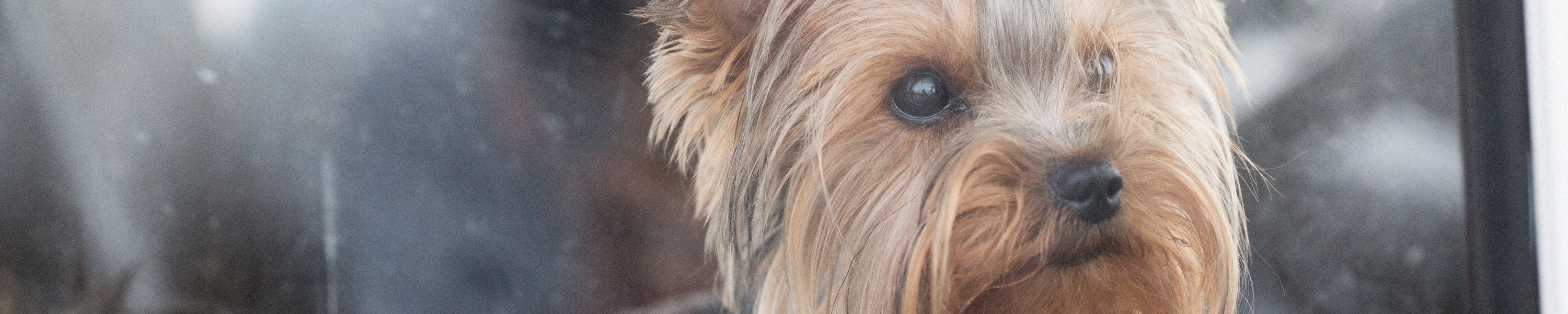 Jagdhund im Winter: Schutz vor Kälte, Streusalz & Erfrierungen
