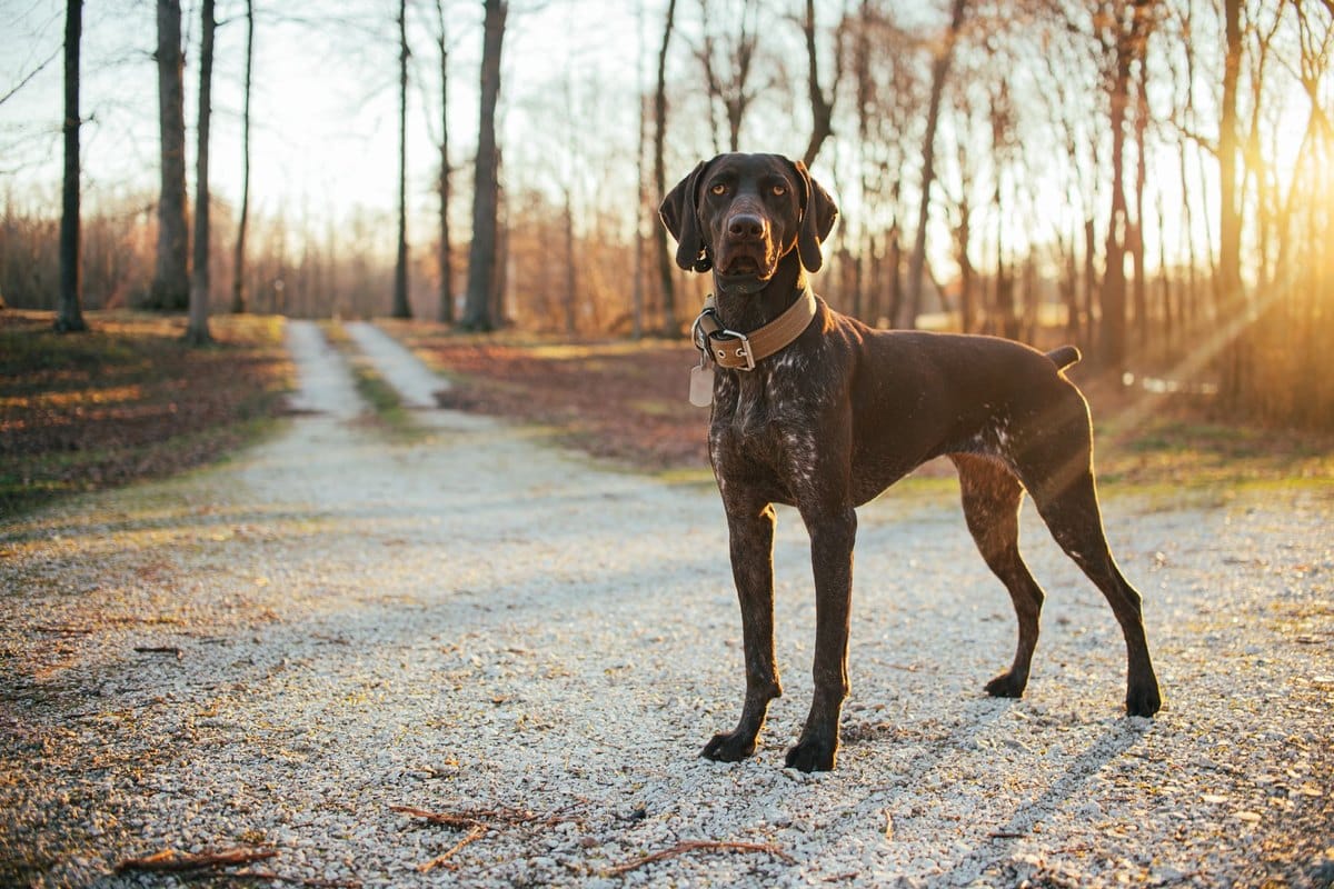 Jagdhund Zecken & Parasiten: Schutz für Hunde im Revier – go4vet