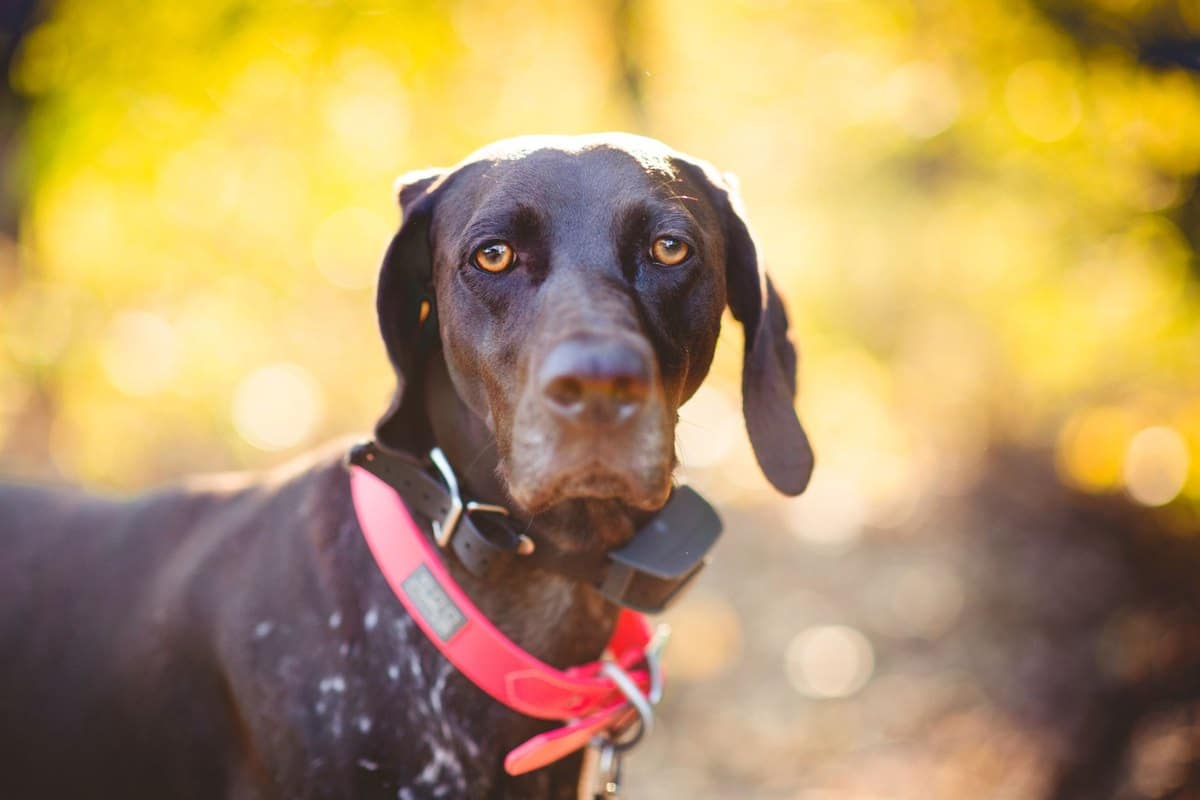 Jagdhund Zecken & Parasiten: Schutz für Hunde im Revier – go4vet
