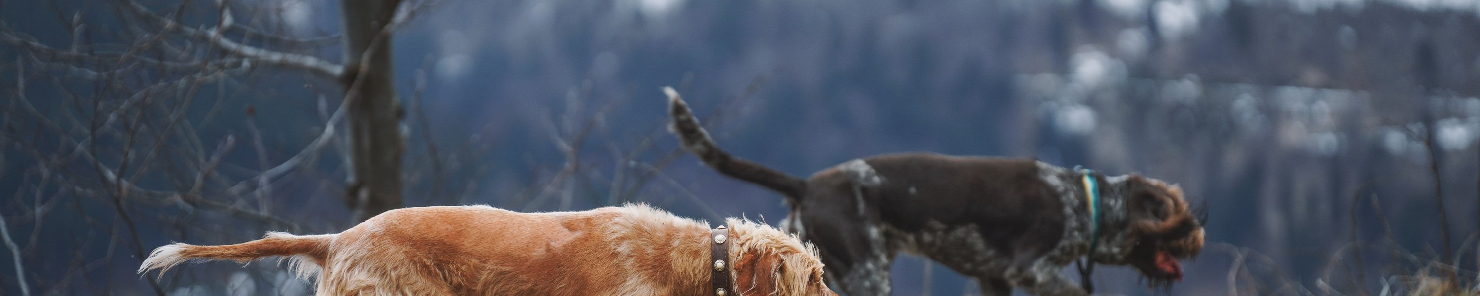 Jagdhund Zecken & Parasiten: Schutz für Hunde im Revier