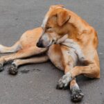 Juckreiz beim Hund: Allergie oder Parasiten? So findest du es heraus