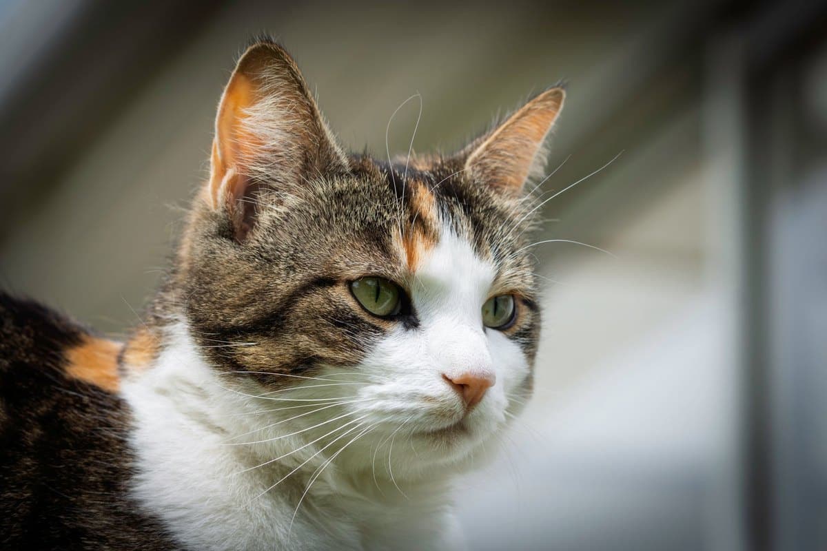 Juckreiz bei der Katze: Ursachen, Diagnose und Hilfe – go4vet