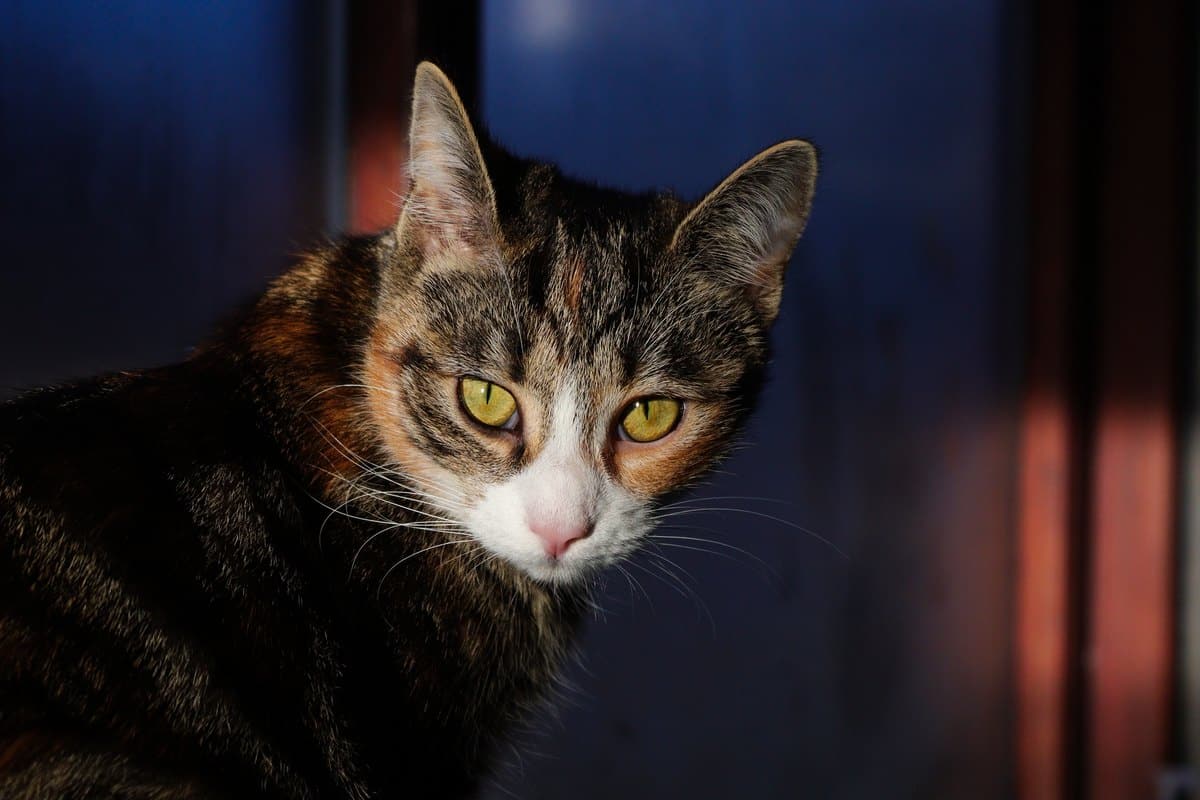 Juckreiz bei der Katze: Ursachen, Diagnose und Hilfe – go4vet