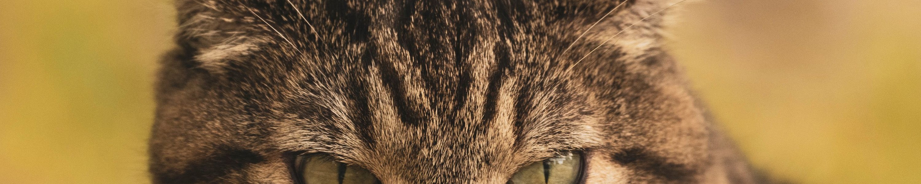 Juckreiz bei der Katze: Ursachen, Diagnose und Hilfe