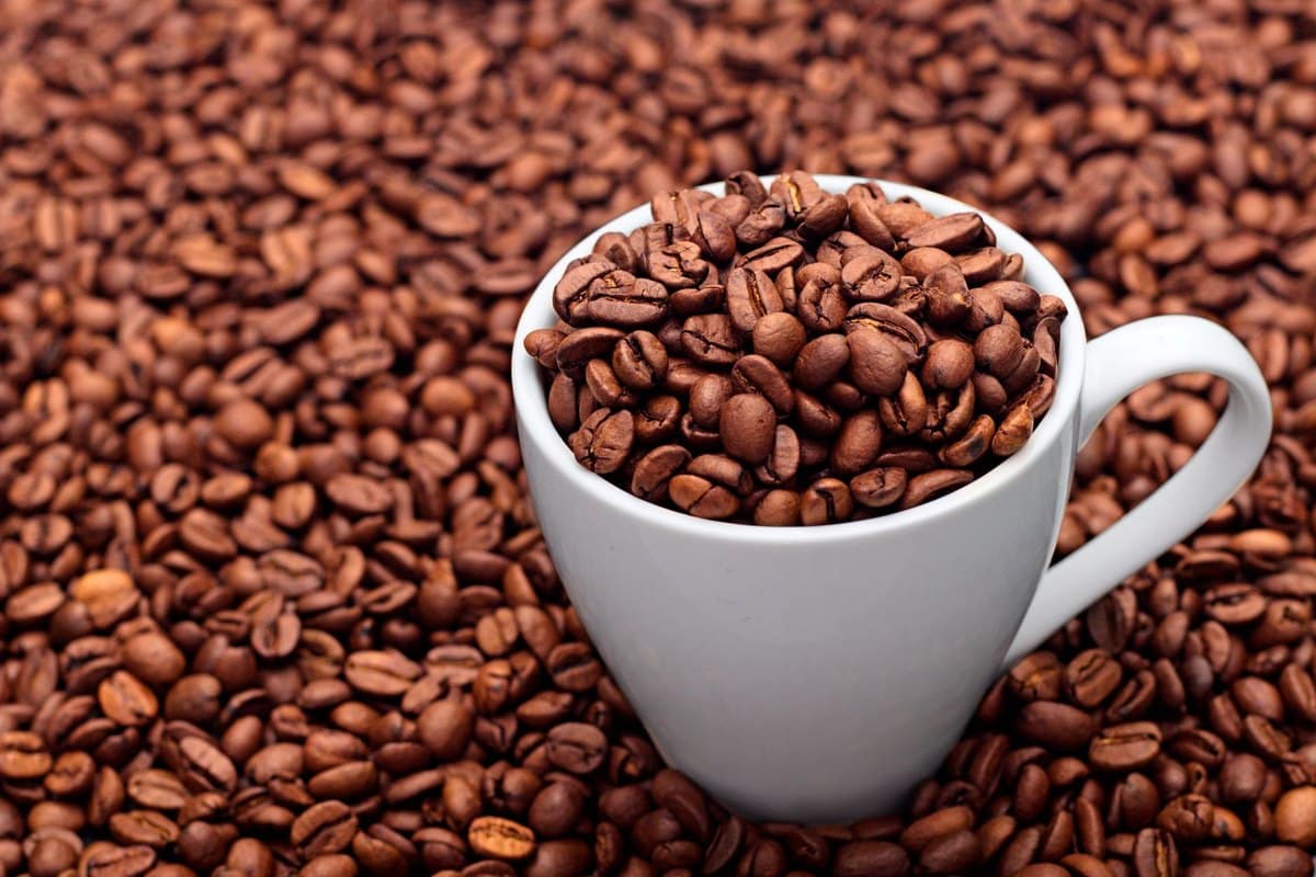 Kaffee Hund: Ist Kaffee giftig für Hunde? – go4vet