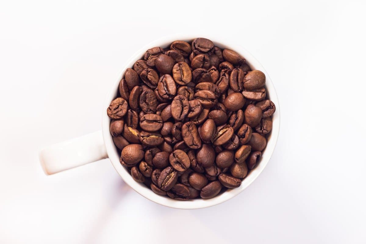 Kaffee Hund: Ist Kaffee giftig für Hunde? – go4vet