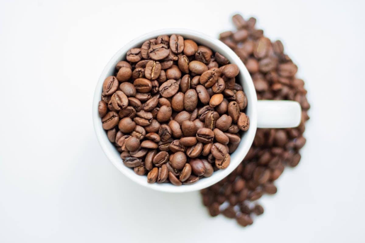 Kaffee Katze: Ist Kaffee giftig für Katzen? – go4vet