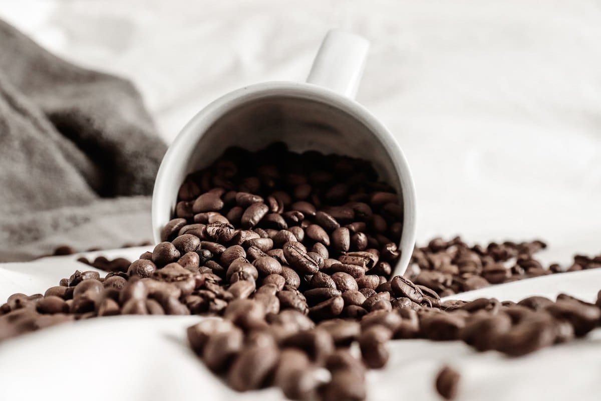 Kaffee Katze: Ist Kaffee giftig für Katzen? – go4vet