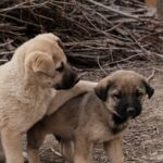 Kangal