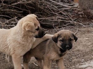 Kangal