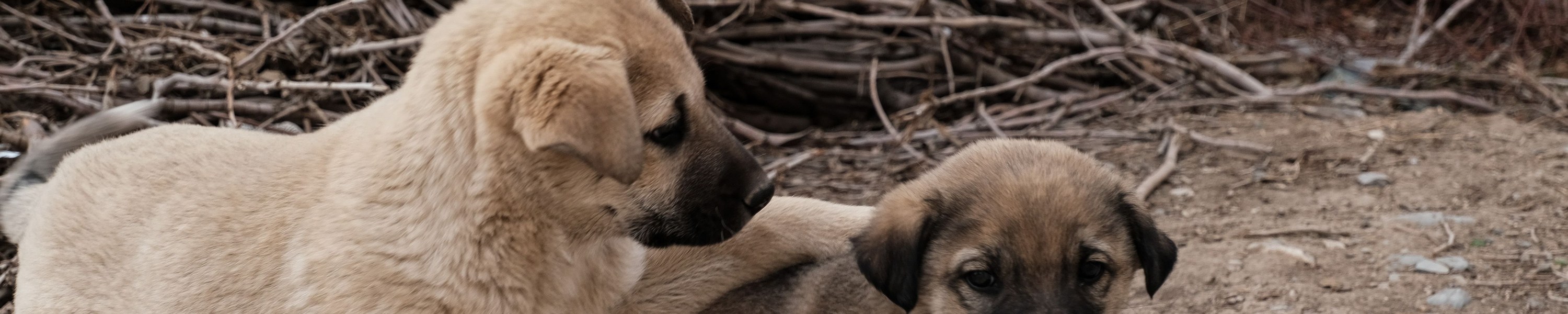 Kangal